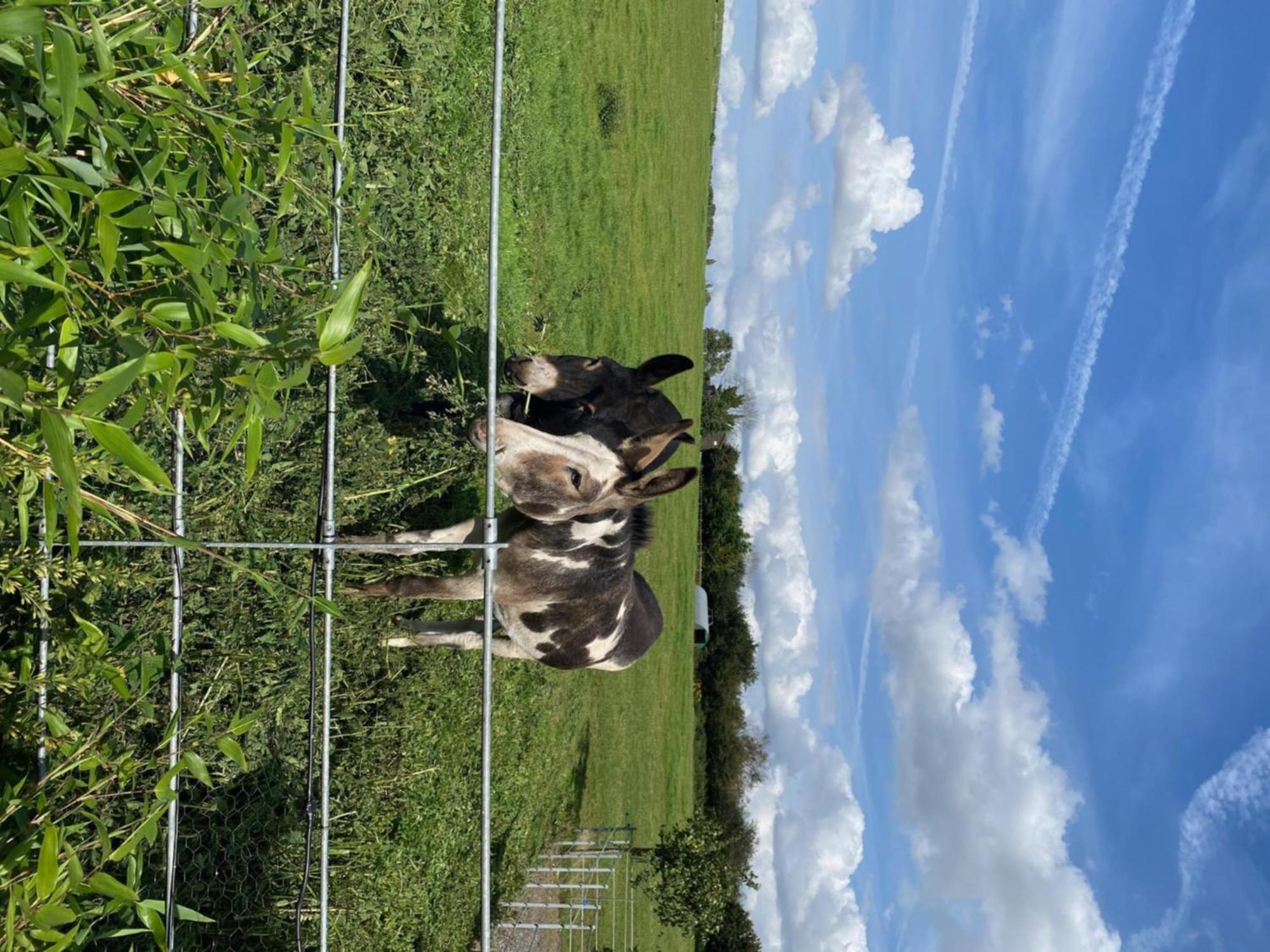 Fairview Farm Holiday Accommodation 14 Luxury Lodges, Cabins, Dog Friendly, Suitable For Couples, Families And Groups, Wedding Guests , Corporate Events, Sleeps 2-65 Guests In Ravenshead, Nottingham Near Sherwood Forest, Set In 88 Acres Exterior foto