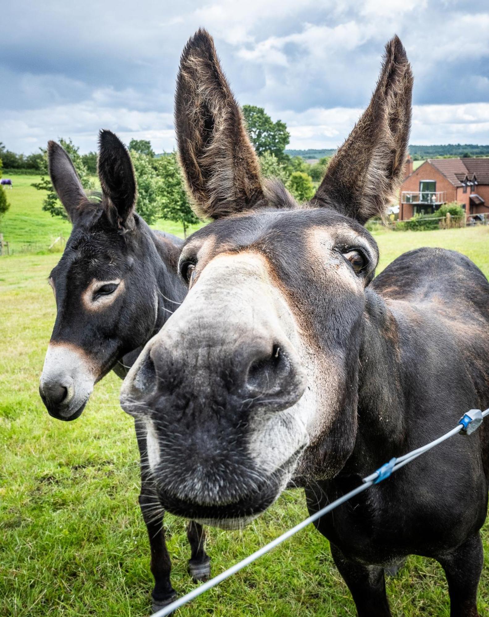 Fairview Farm Holiday Accommodation 14 Luxury Lodges, Cabins, Dog Friendly, Suitable For Couples, Families And Groups, Wedding Guests , Corporate Events, Sleeps 2-65 Guests In Ravenshead, Nottingham Near Sherwood Forest, Set In 88 Acres Exterior foto